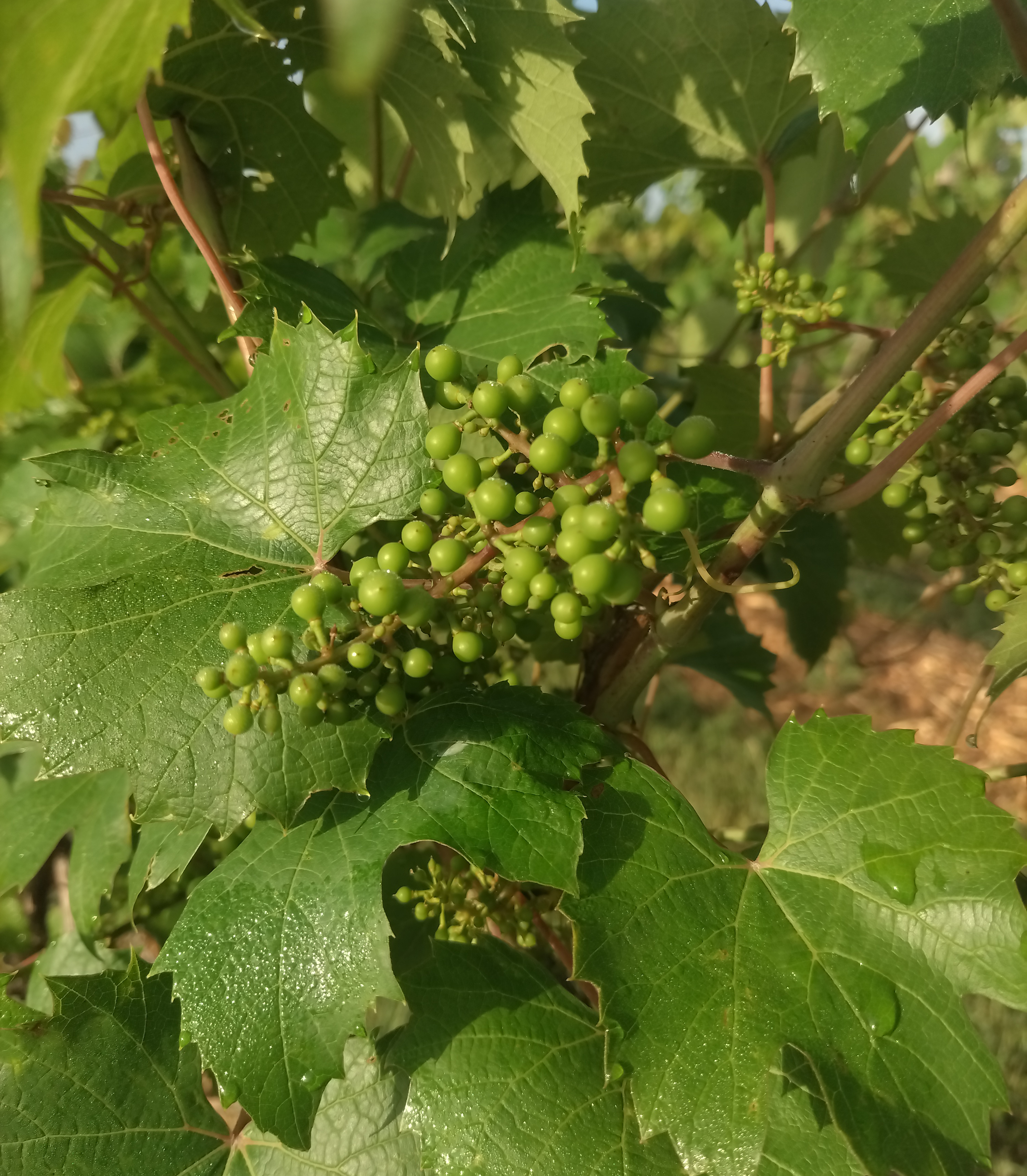 A cluster of young green grapes.